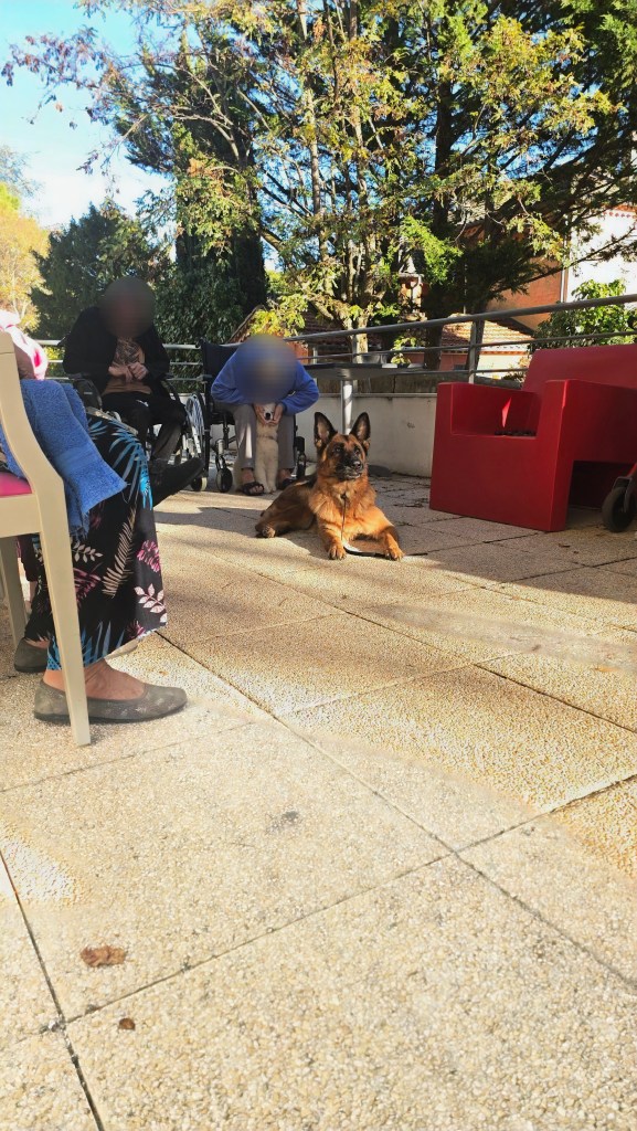 mediation canine draguignan