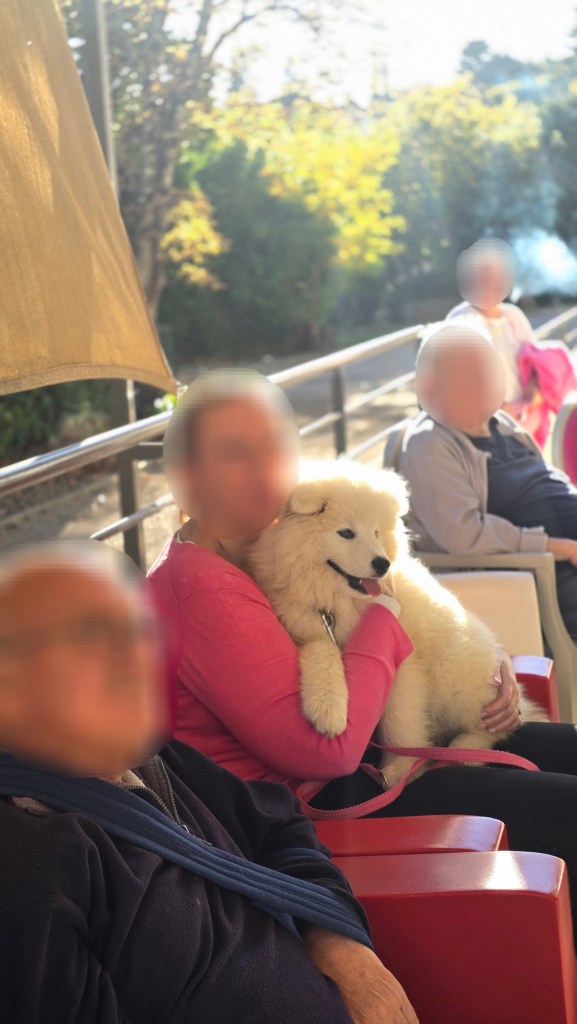 mediation canine saint raphael