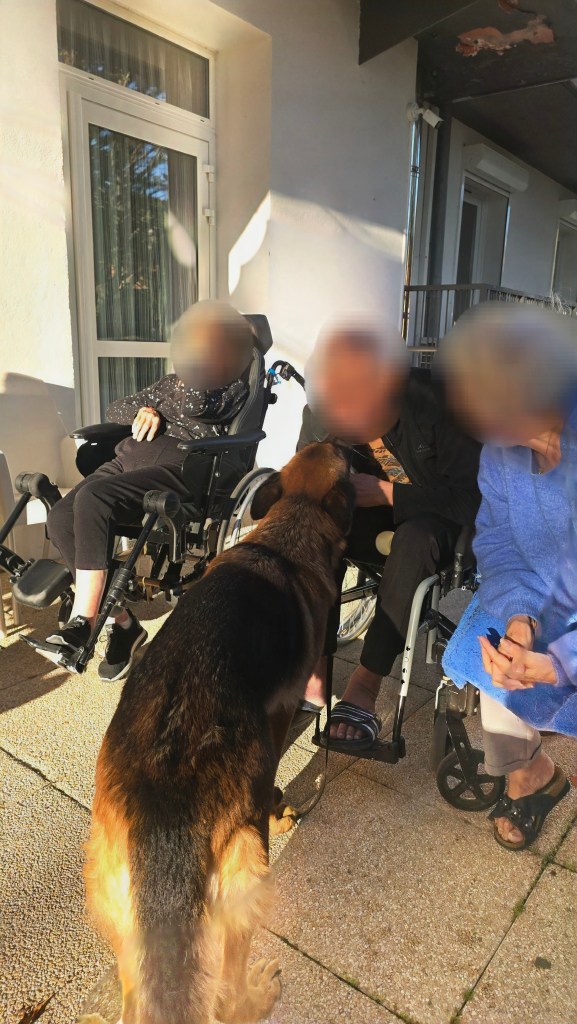 mediation canine le luc