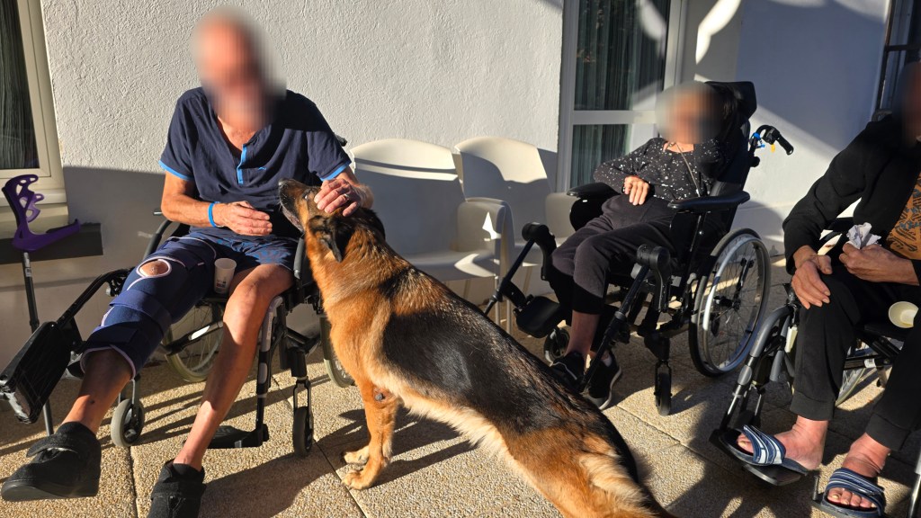 mediation_canine alpes maritimes