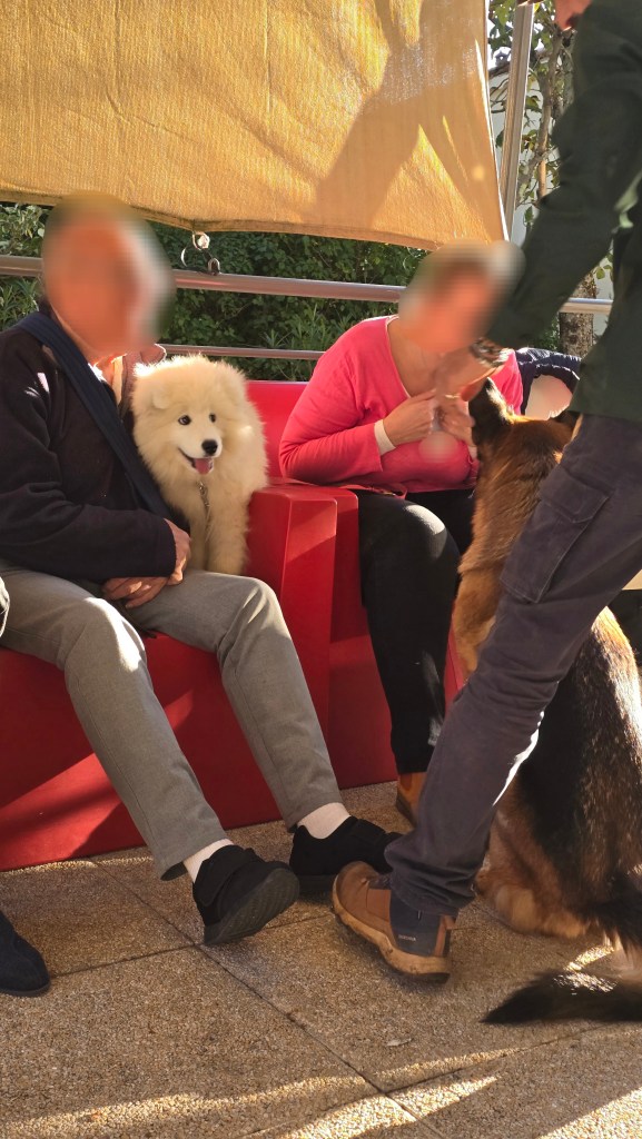 mediation animale var