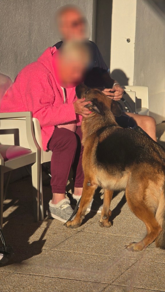 mediation animale draguignan