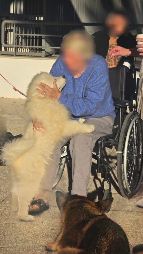 mediation animale brignoles