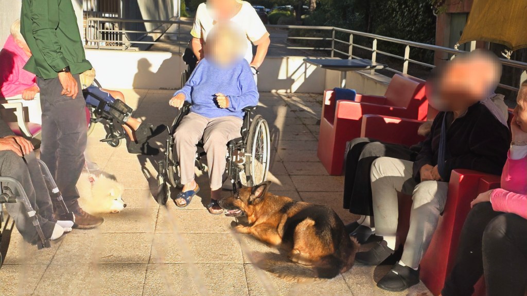 mediation animale cannes