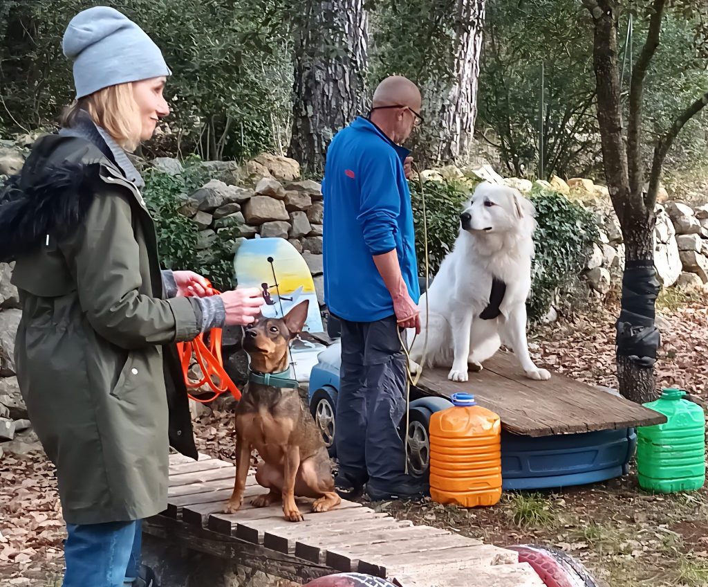 education canine seance collective vidauban