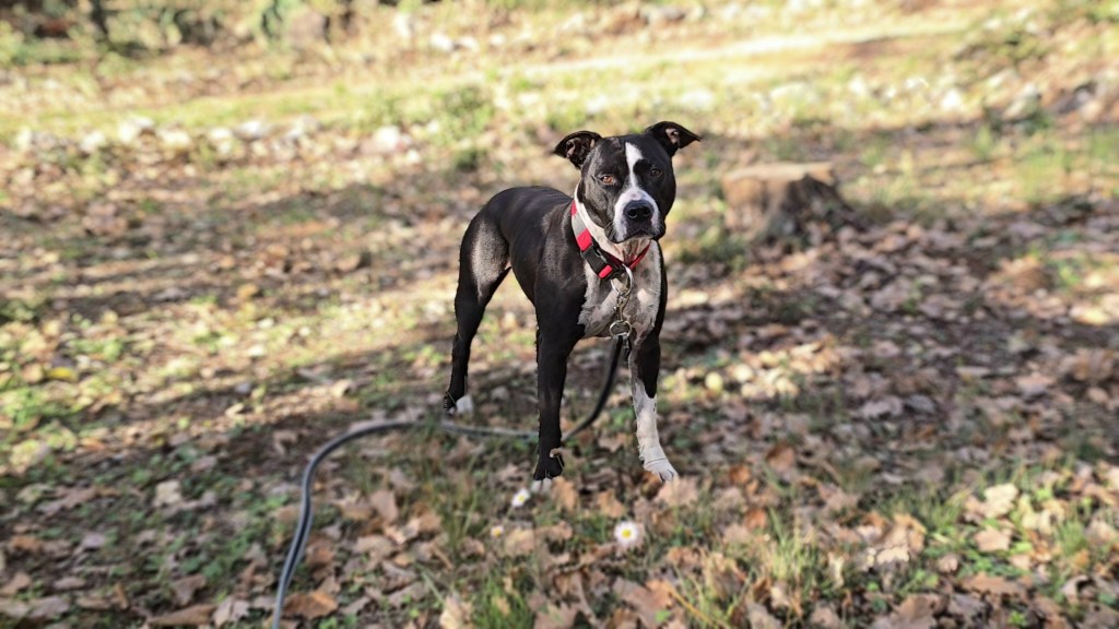 education canine american staff