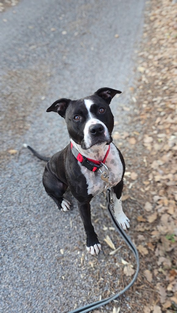 education canine staff