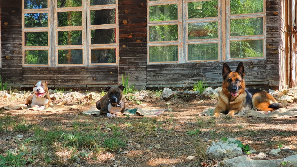 meilleur educateur canin var