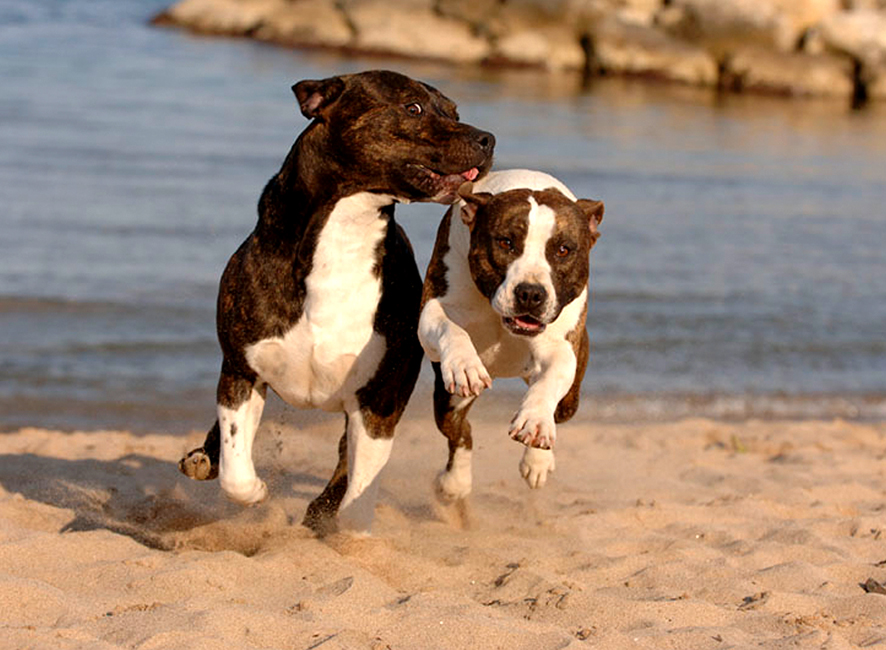 elevage american staff