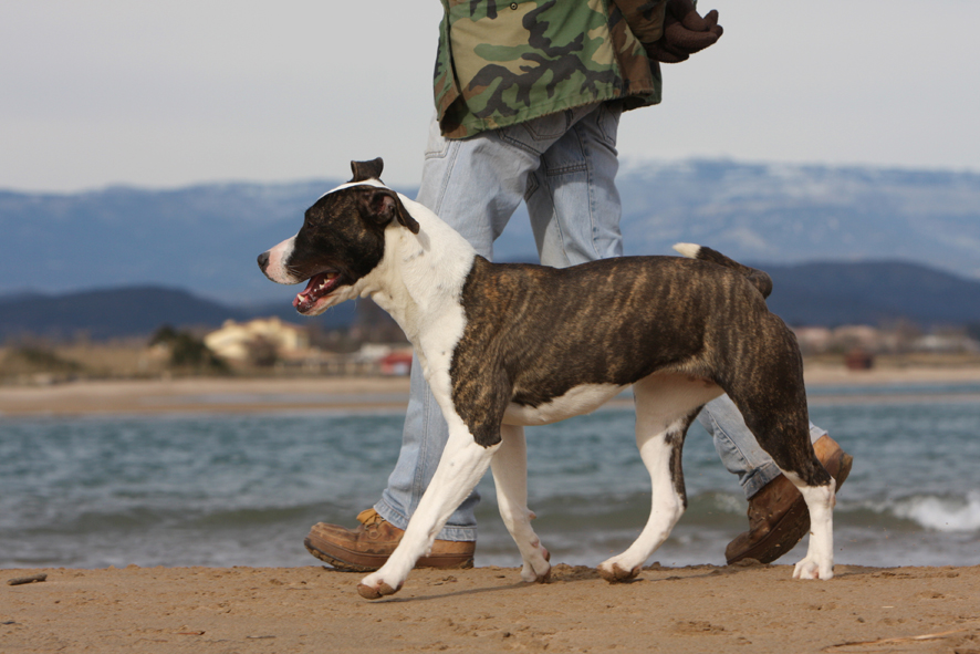 educateur canin vidauban