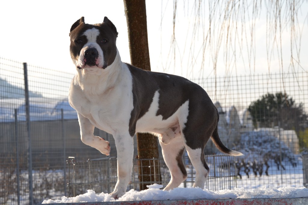american staffordshire terrier