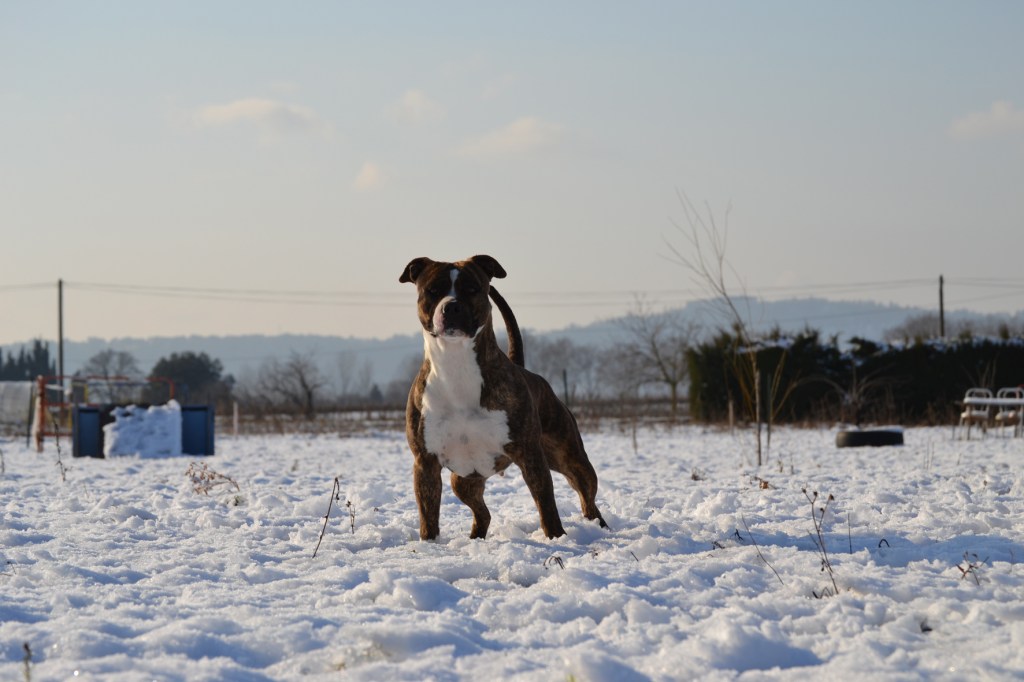 le chien et la neige