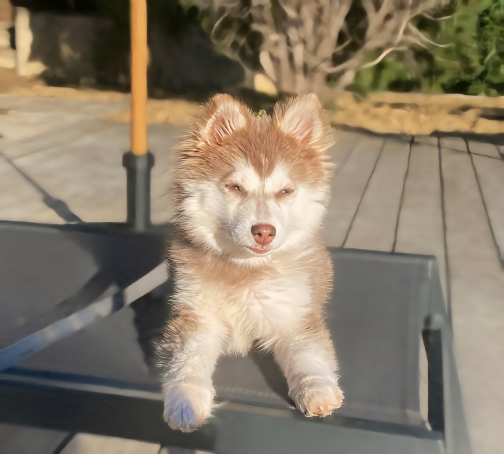 educateur canin draguignan