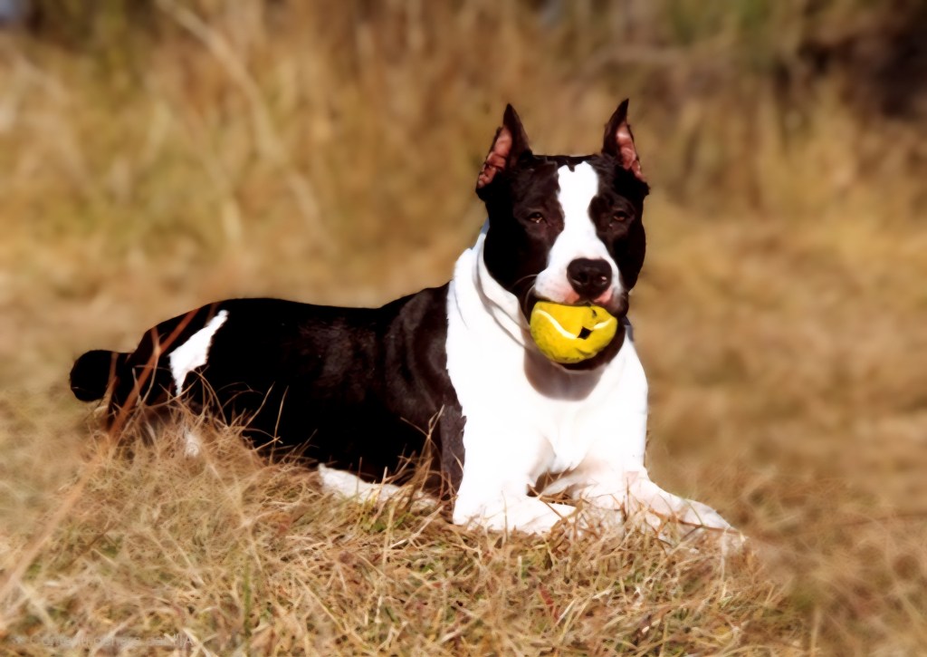 education canine canaliser motiver