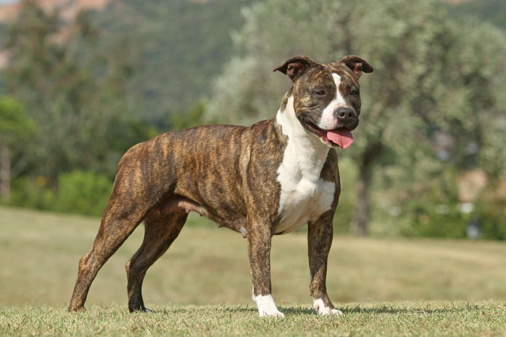 education canine var