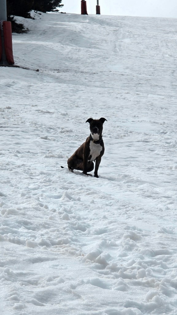 educateur canin vidauban