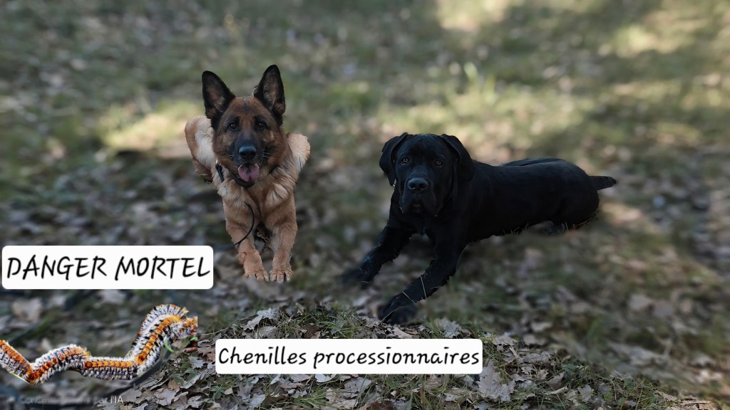 educateur canin mouans sartoux