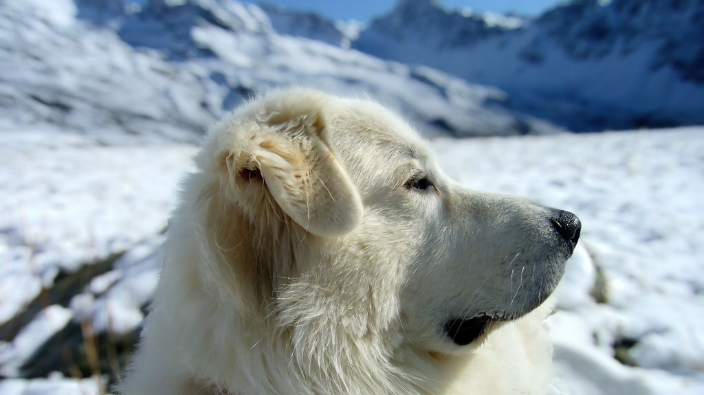 education canine draguignan