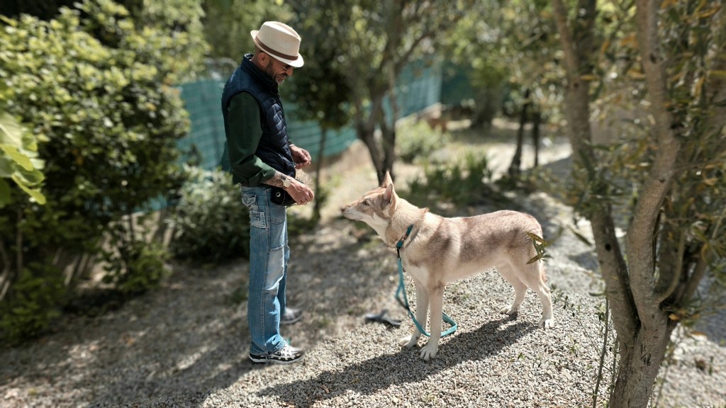 education canine sainte maxime