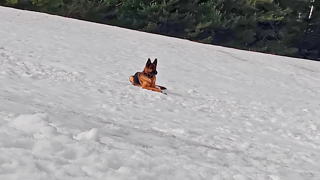 education canine var