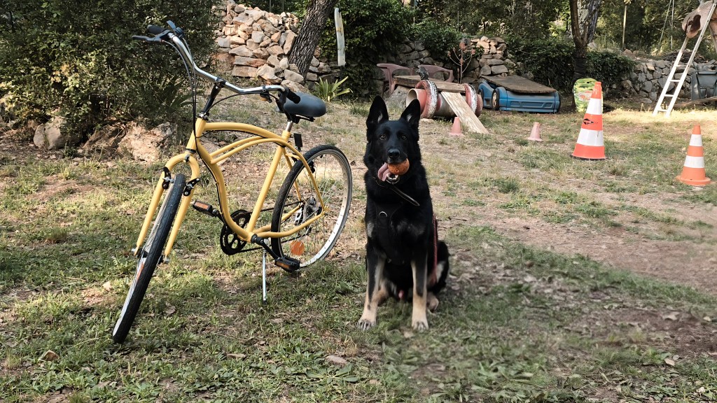 education canine draguignan