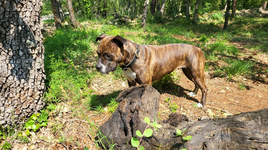 educateur canin draguignan