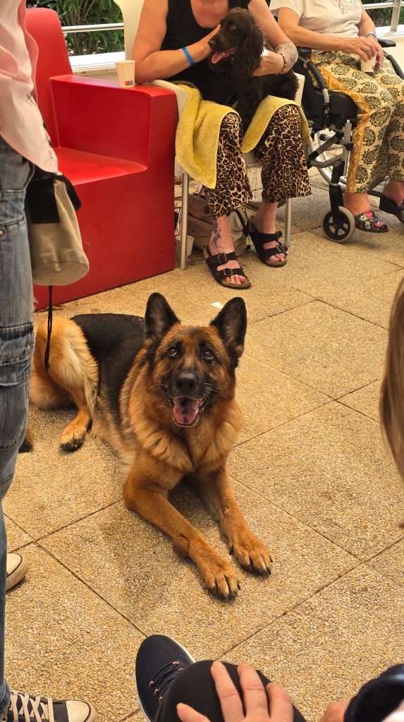 mediation canine brignoles