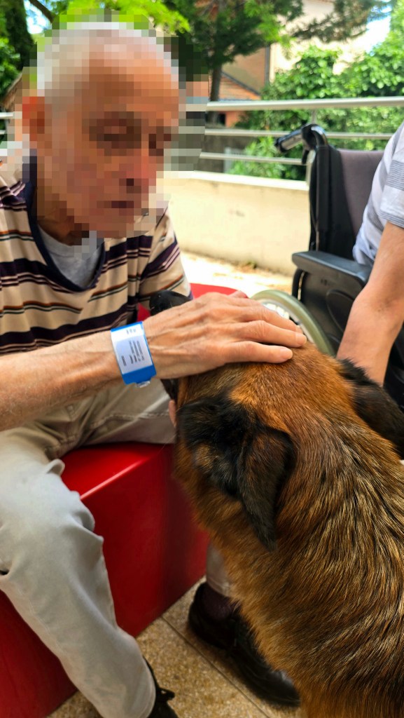 mediation canine draguignan
