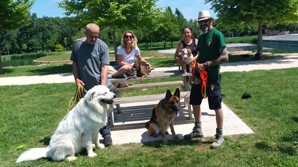 education canine cours collectif vidauban