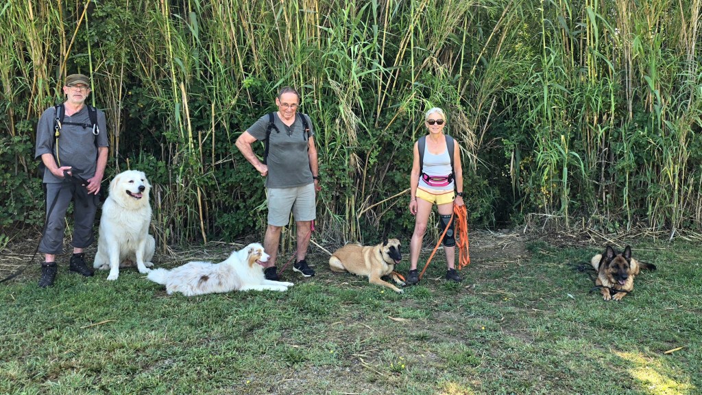 education_canine_cours_collectif_vidauban