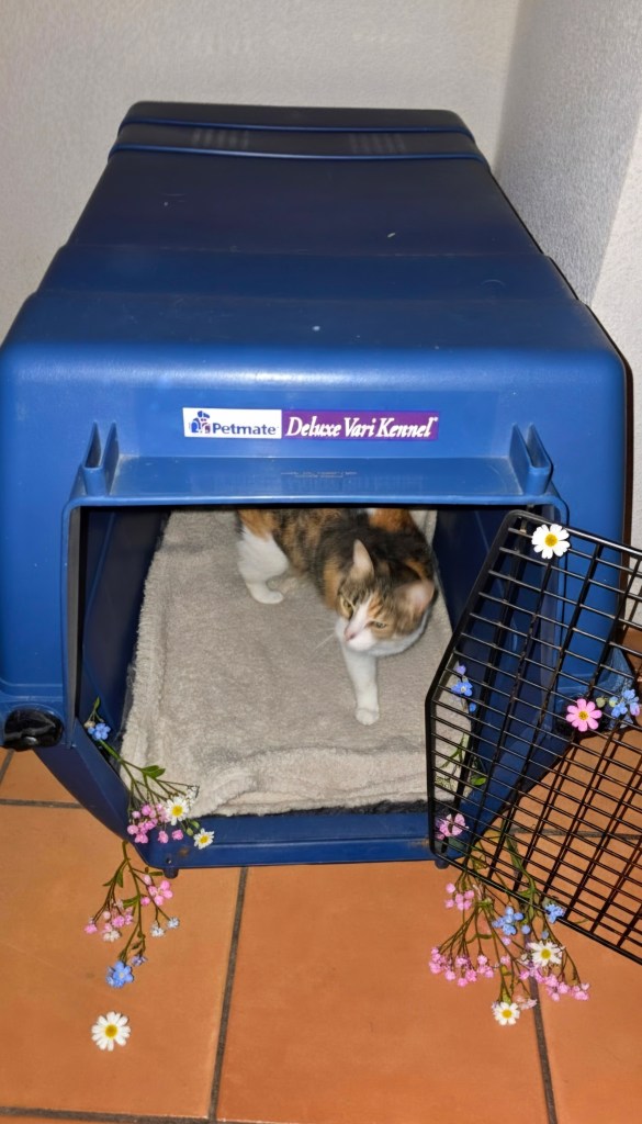 education canine la cage