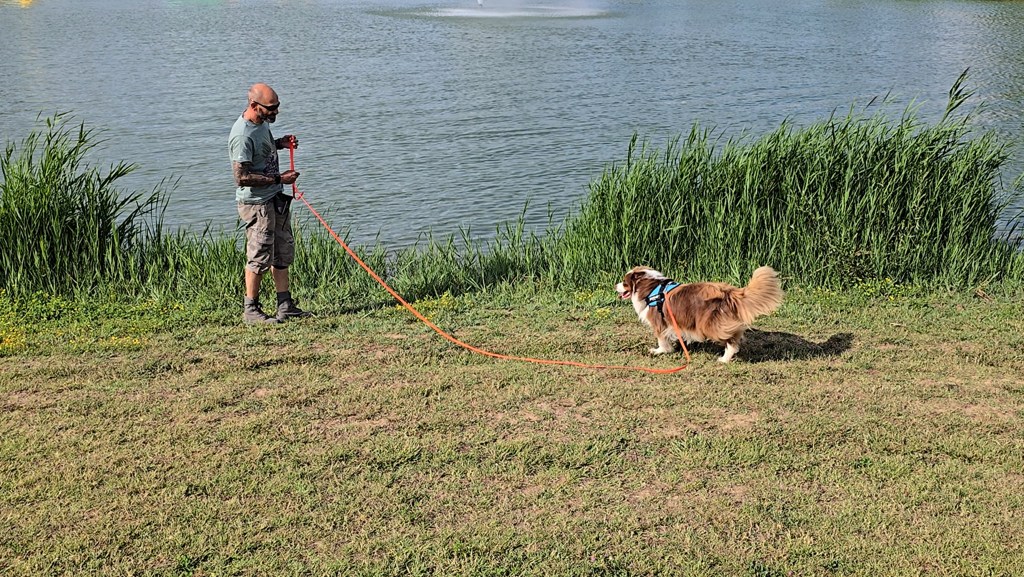 Conseils Essentiels pour le Rappel&nbsp;Canin