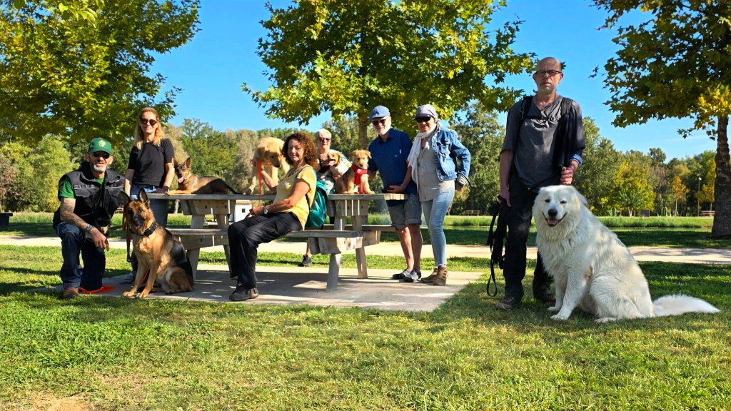 education canine cours collectif draguignan